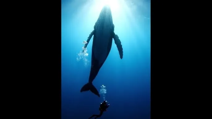 我和我的家乡1080P高清版 - 深蓝星球：探索海洋深处的未知世界